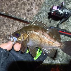 2023/07/07 南港ライトゲーム釣行