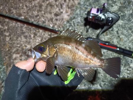 2023/07/07 南港ライトゲーム釣行