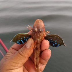 日ムラ激しい播磨新島のキス