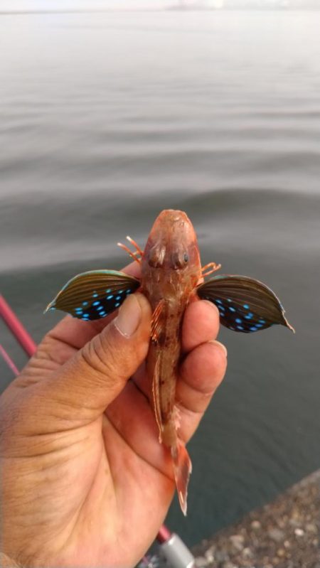 日ムラ激しい播磨新島のキス
