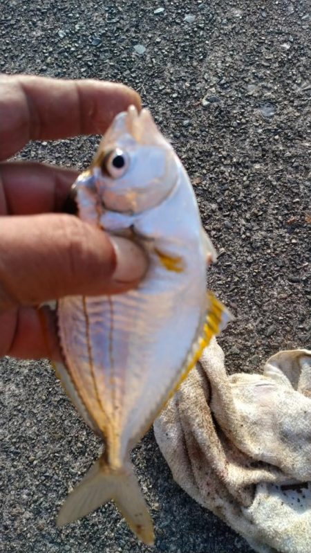 シーズン初の津居山釣行