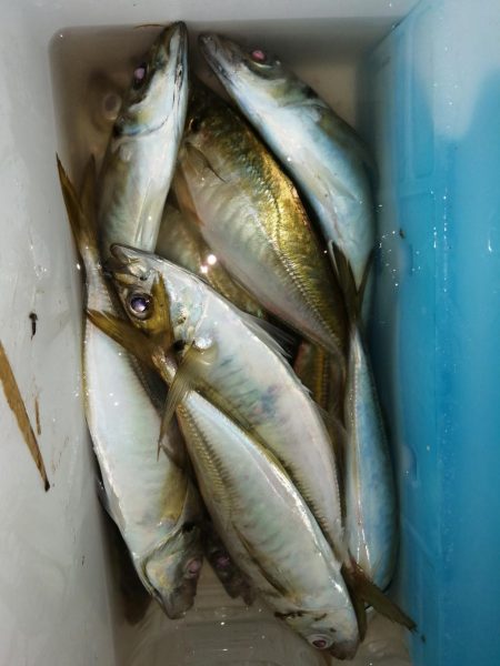 戻ってきました？