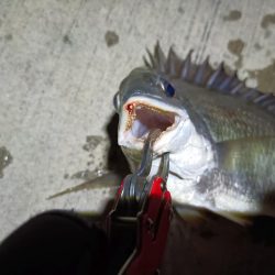 2023/07/21 南港ヘチ釣り釣行