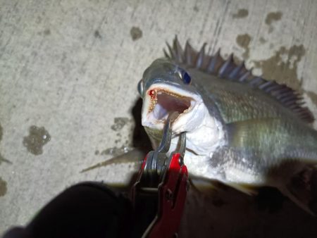 2023/07/21 南港ヘチ釣り釣行