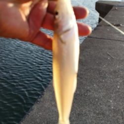 シーズン2回目の津居山釣行