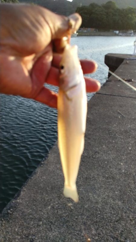 シーズン2回目の津居山釣行