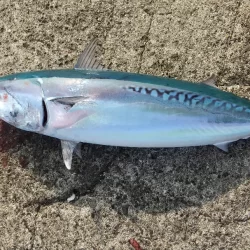 ショアジギング