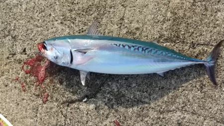 ショアジギング