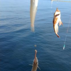 活性下がった播磨新島のキス