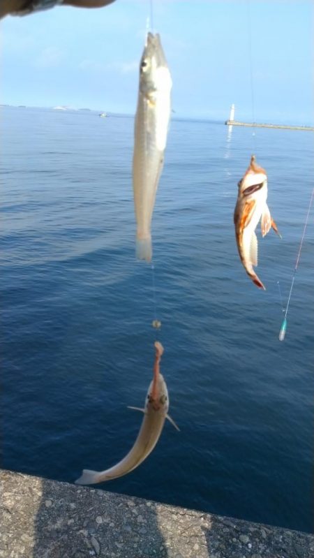 活性下がった播磨新島のキス