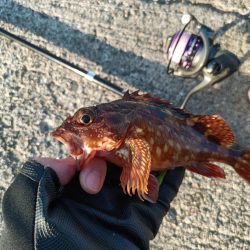 2023/07/29 兵庫須磨ライトゲーム釣行