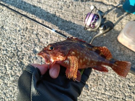 2023/07/29 兵庫須磨ライトゲーム釣行