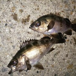 前回とかわり激渋