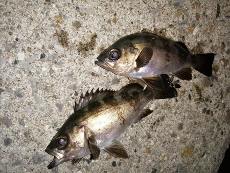 前回とかわり激渋