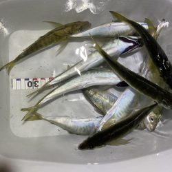 悪コンデション