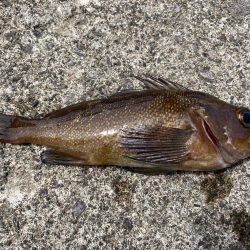 祝津のロックフィッシュフィッシング