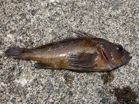 祝津のロックフィッシュフィッシング