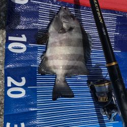 まさかの魚種！