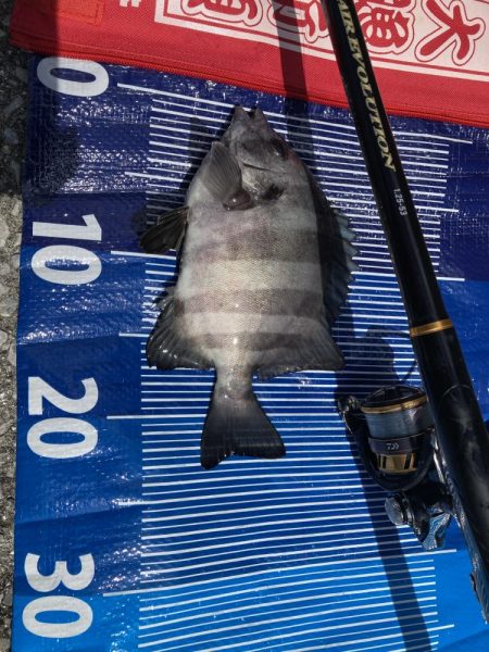 まさかの魚種！