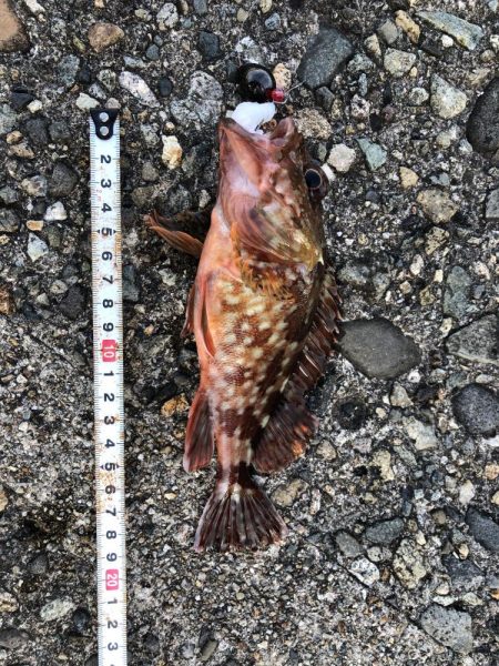 ゴールデンウィーク以来の釣り