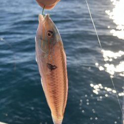 三邦丸さんでアジ釣り