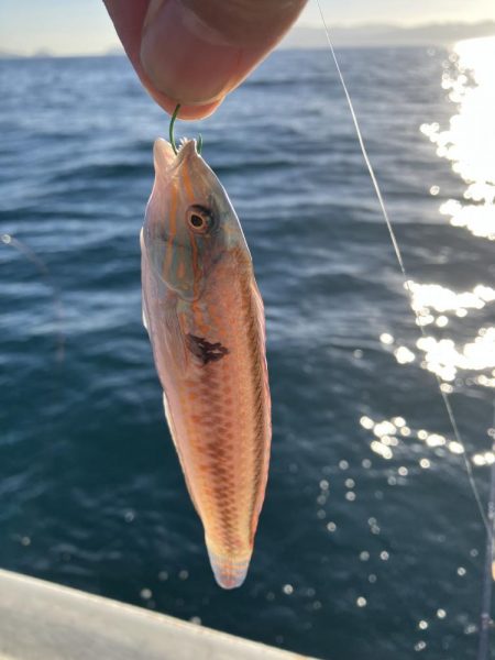 三邦丸さんでアジ釣り
