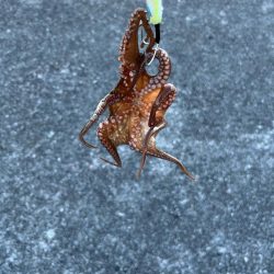 640gとリリースサイズ