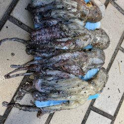 まあまあ型揃い