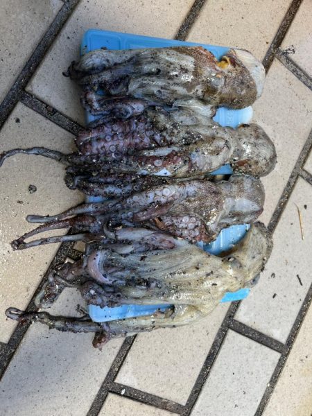 まあまあ型揃い