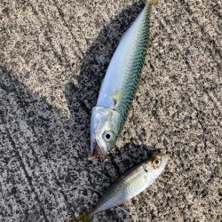 ファミリーフィッシング