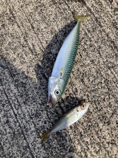 ファミリーフィッシング