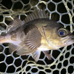 キジハタ調査からのメバル