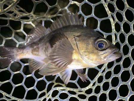 キジハタ調査からのメバル