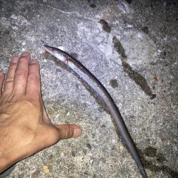 ガシラに癒されたくて…