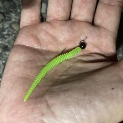 最終日、サイズアップ成らず!