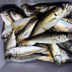 雨の中のサビキ釣り