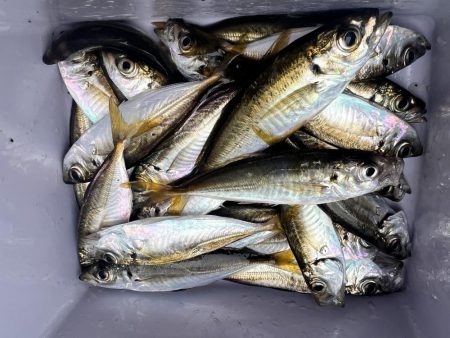 雨の中のサビキ釣り