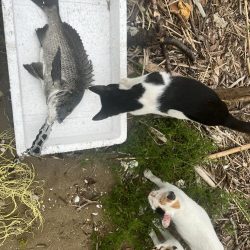 15日，午前の部。