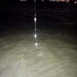 サビキ無双への糸口？