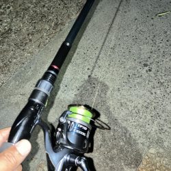 夏シーバスは元気なエラあらい