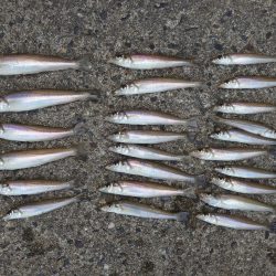 猛暑のキス釣り　ミニチャリコに苦戦