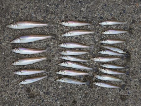 猛暑のキス釣り　ミニチャリコに苦戦