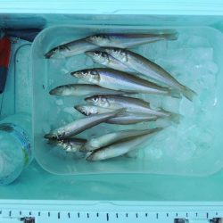 キス釣り 猛暑で渋い