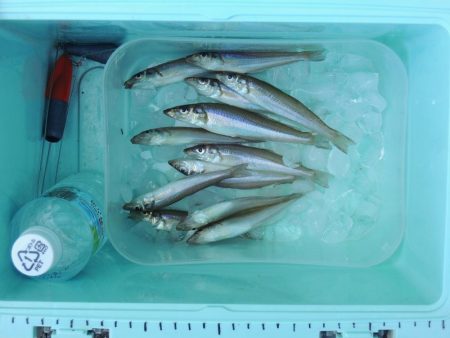 キス釣り 猛暑で渋い