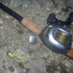 七月のなまずその２