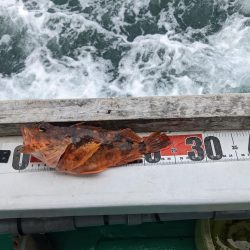 初落とし込み釣り