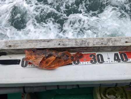 初落とし込み釣り