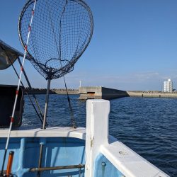 アコウいっぱい