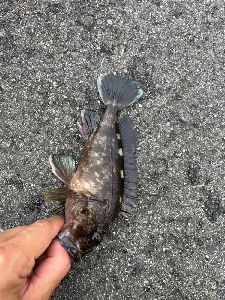 四日市ファミリーライトゲーム