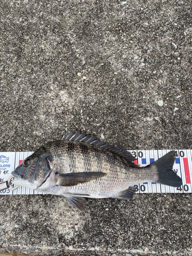 西宮浜フカセでチヌ37〜40センチ3匹
